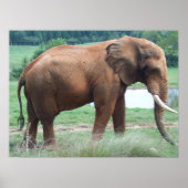 Elefant Poster (Vorne)