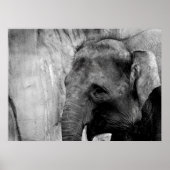 Elefant Poster (Vorne)