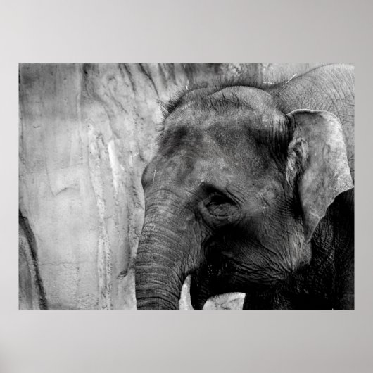 Elefant Poster (Vorne)