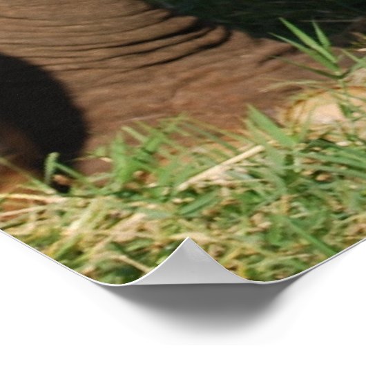 Elefant Poster (Ecke)