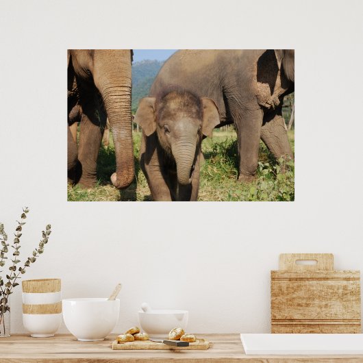 Elefant Poster (Küche)