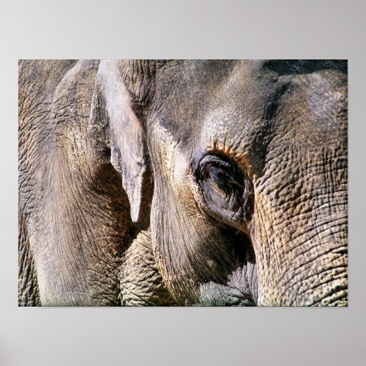 ELEFANT POSTER (Vorne)