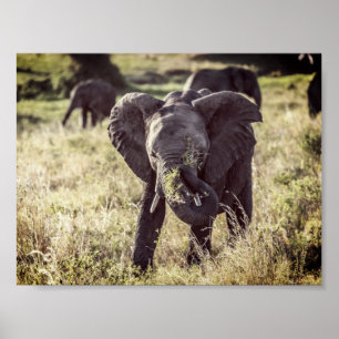 Elefant Poster