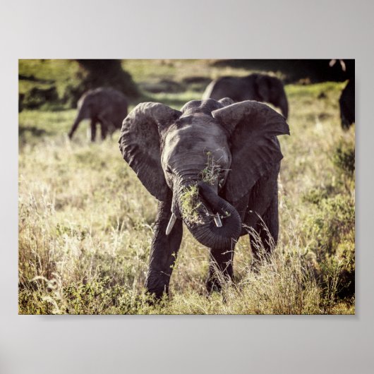 Elefant Poster (Vorne)