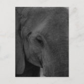 Elefant Postkarte (Vorderseite)