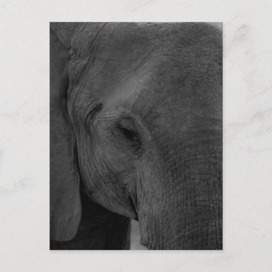 Elefant Postkarte (Vorderseite)