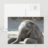 Elefant Postkarte (Vorne/Hinten)
