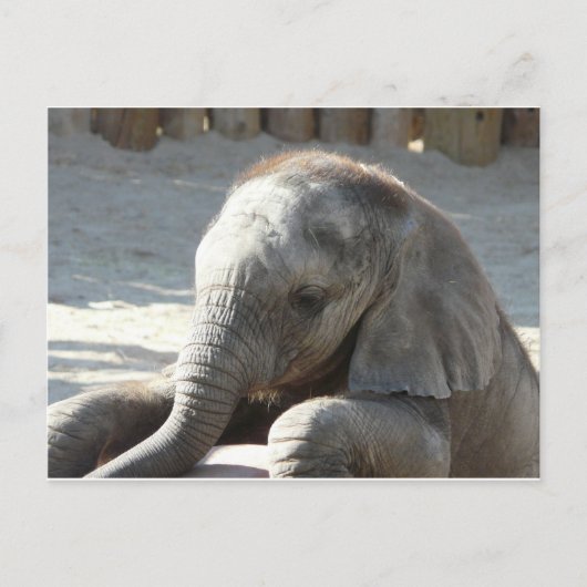 Elefant Postkarte (Vorderseite)