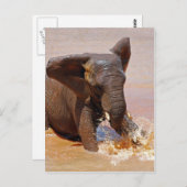 Elefant spielt mit Wasser Postkarte (Vorne/Hinten)