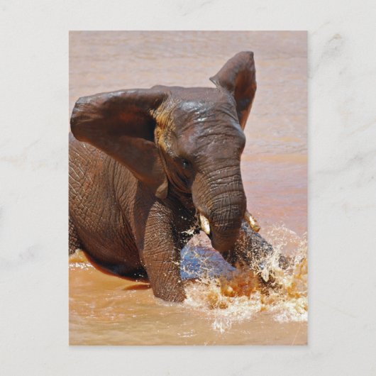 Elefant spielt mit Wasser Postkarte (Vorderseite)