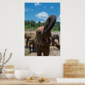 Elefant Sri Lanka Poster (Küche)