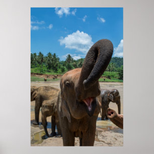 Elefant Sri Lanka Poster