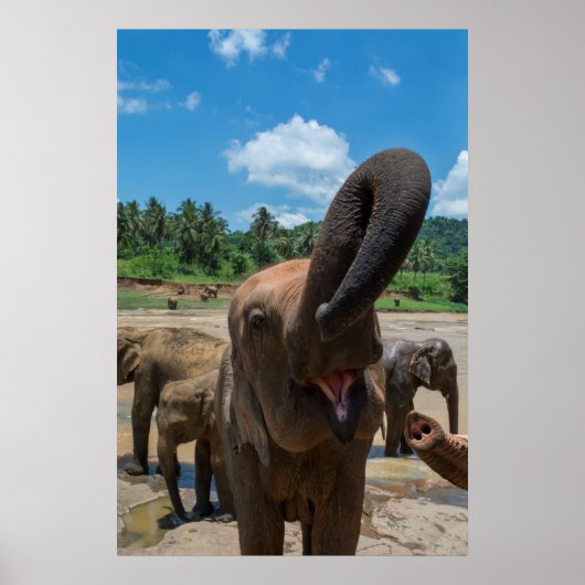 Elefant Sri Lanka Poster (Vorne)
