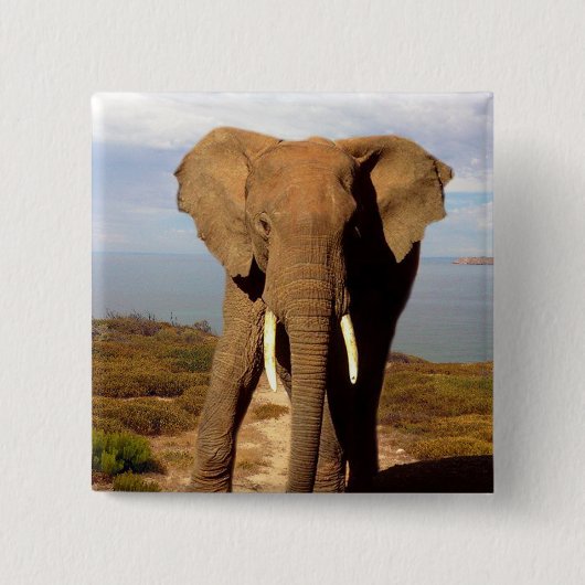 Elefant-Strandtag-Ausflug, Button (Vorderseite)