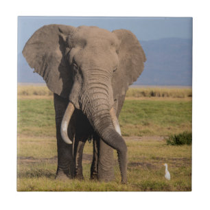 Elefant Suchend Fliese