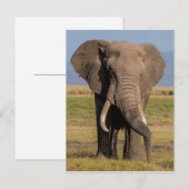 Elefant sucht postkarte (Vorne/Hinten)