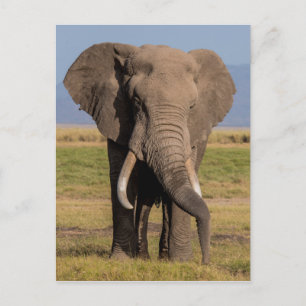 Elefant sucht postkarte