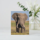 Elefant sucht postkarte (Stehend Vorderseite)