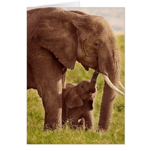 Elefant u. Baby Getty Bild-| (Vorne)