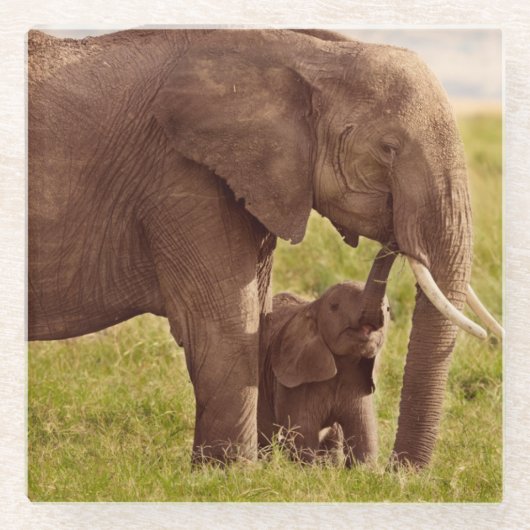 Elefant u. Baby Getty Bild-| Glasuntersetzer (Vorderseite)
