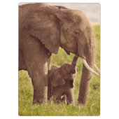 Elefant u. Baby Getty Bild-| Klemmbrett (Rückseite)