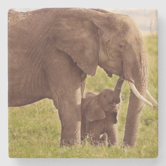 Elefant u. Baby Getty Bild-| Steinuntersetzer (Vorderseite)