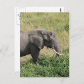 Elefant-Uganda-Afrika-2 Postkarte (Vorne/Hinten)