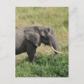 Elefant-Uganda-Afrika-2 Postkarte (Vorderseite)