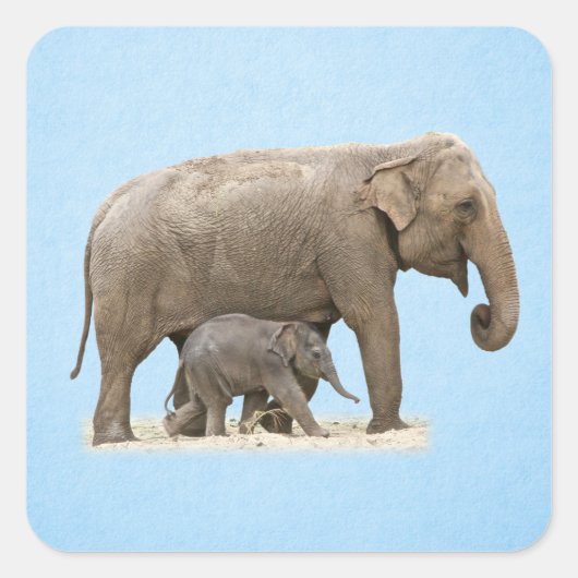 Elefant und Baby Quadratischer Aufkleber (Vorderseite)