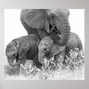 Elefant und zwei Kälber Samburu Poster