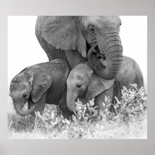 Elefant und zwei Kälber | Samburu Poster (Vorne)