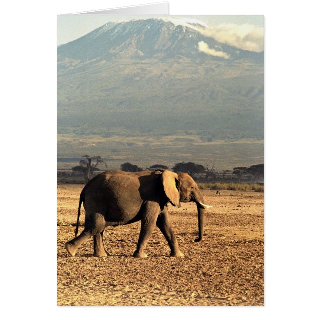 Elefant vor Kilimanjaro (Vorne)