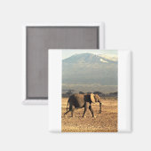 Elefant vor Kilimanjaro Magnet (Vorderseite/Rückseite)
