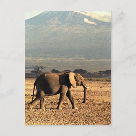 Elefant vor Kilimanjaro Postkarte (Vorderseite)