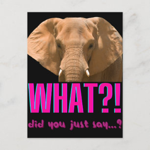 Elefant, was hast du gerade gesagt? postkarte