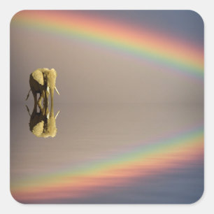Elefant, Wasser & Regenbogen, Kenia Quadratischer Aufkleber
