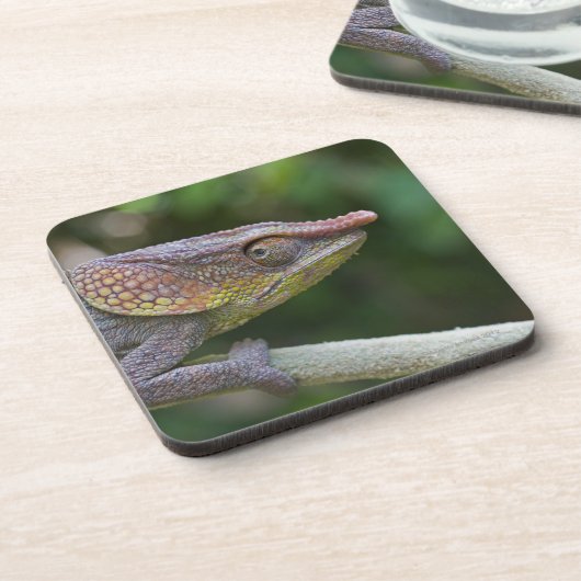 Elefantchamäleon, Madagaskar Untersetzer (Linke Seite)