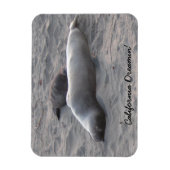 Elefante Siegel am Strand von Piedras Blancos Magnet (Vertikal)