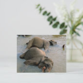 Elefanten auf der Waterhole-Postkarte Postkarte (Stehend Vorderseite)