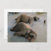 Elefanten auf der Waterhole-Postkarte Postkarte (Vorne/Hinten)