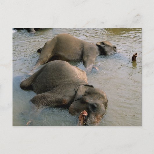 Elefanten auf der Waterhole-Postkarte Postkarte (Vorderseite)