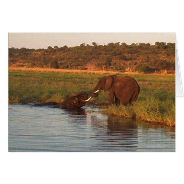 Elefanten bei Sonnenuntergang, Chobe (Vorderseite (Horizontal))