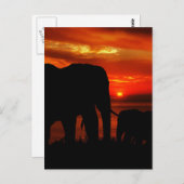 Elefanten bei Sunset Postkarte (Vorne/Hinten)