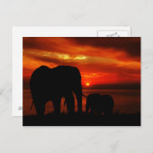 Elefanten bei Sunset Postkarte (Vorne/Hinten)