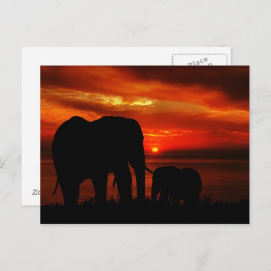 Elefanten bei Sunset Postkarte (Vorne/Hinten)
