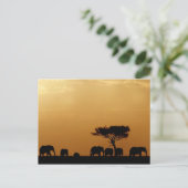 Elefanten bei Sunset Postkarte (Stehend Vorderseite)