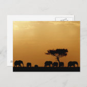 Elefanten bei Sunset Postkarte (Vorne/Hinten)