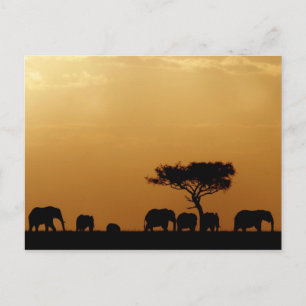 Elefanten bei Sunset Postkarte
