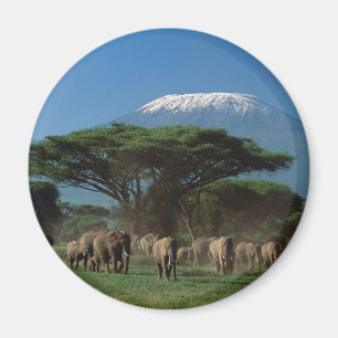 Elefanten des Mt.Kilimanjaro Magnet