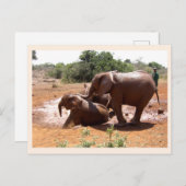 Elefanten, die Tiere waschen Postkarte (Vorne/Hinten)